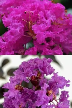 Twilight Purple Crape Myrtle - 6 Pack Of 1 Gallon Pots 14 Twilight Purple Crape Myrtle - 6 Pack Of 1 Gallon Pots -FruitTree Store crape myrtle twilight purple 22 4