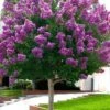 Twilight Purple Crape Myrtle (Single Trunk Tree) - 3 Gallon Pot -FruitTree Store crape myrtle twilight purple single trunk 1