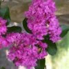 Zuni Purple Crape Myrtle - 6 Pack 1 Gallon Pots 2 Zuni Purple Crape Myrtle - 6 Pack 1 Gallon Pots -FruitTree Store crape myrtle zuni 3 1