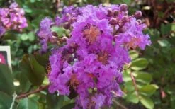 Early Bird Purple Crape Myrtle - 2 Gallon Pot 11 Early Bird Purple Crape Myrtle - 2 Gallon Pot -FruitTree Store crapemyrtleearlybirdpurple