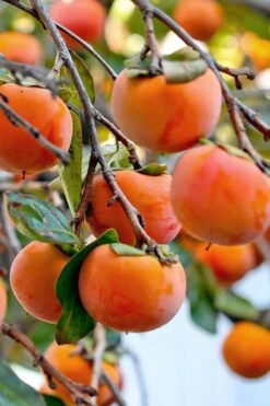 Fuyu Persimmon Tree - 3 Gallon Pot 17 Fuyu Persimmon Tree - 3 Gallon Pot -FruitTree Store diospyros kaki fuyu persimmon tree 3