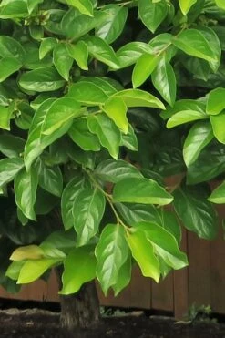 Fuyu Persimmon Tree - 3 Gallon Pot 15 Fuyu Persimmon Tree - 3 Gallon Pot -FruitTree Store diospyros kaki fuyu persimmon tree 6