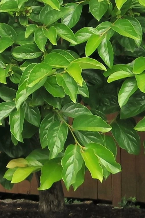 Fuyu Persimmon Tree - 3 Gallon Pot 8 Fuyu Persimmon Tree - 3 Gallon Pot - Image 6