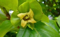 Fuyu Persimmon Tree - 3 Gallon Pot 16 Fuyu Persimmon Tree - 3 Gallon Pot -FruitTree Store diospyros kaki fuyu persimmon tree 9