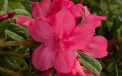 Autumn Jewel Encore Azalea - 1 Gallon Pot 9 Autumn Jewel Encore Azalea - 1 Gallon Pot -FruitTree Store encore azalea autumn jewel