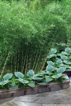Robust Bamboo - Fargesia Robusta - 1 Gallon Pot -FruitTree Store fargesia robusta robust clumping bamboo 103