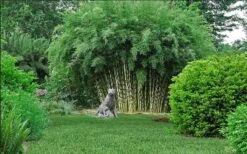 Robust Bamboo - Fargesia Robusta - 1 Gallon Pot -FruitTree Store fargesia robusta robust clumping bamboo 105