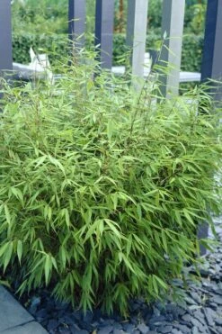 Sunset Glow Clumping Bamboo (Fargesia Rufa) - 3 Gallon Pot -FruitTree Store fargesia rufa sunset glow clumping bamboo 1