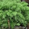 Sunset Glow Clumping Bamboo (Fargesia Rufa) - 3 Gallon Pot 2 Sunset Glow Clumping Bamboo (Fargesia Rufa) - 3 Gallon Pot -FruitTree Store fargesia rufa sunset glow clumping bamboo 8