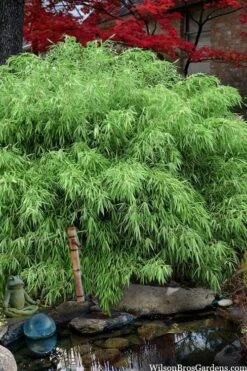 Sunset Glow Clumping Bamboo (Fargesia Rufa) - 3 Gallon Pot