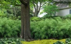 Sunset Glow Clumping Bamboo (Fargesia Rufa) - 3 Gallon Pot -FruitTree Store fargesia rufa sunset glow clumping bamboo 9