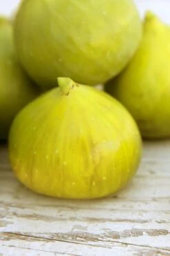 LSU Gold Fig Tree - 5 Gallon Pot -FruitTree Store ficus carica lsu gold fig tree 2