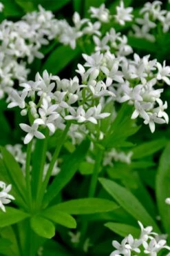 Sweet Woodruff (Galium Odoratum) - 5 Pack Of Quart Pots 14 Sweet Woodruff (Galium Odoratum) - 5 Pack Of Quart Pots -FruitTree Store galium odoratum sweet woodruff 3