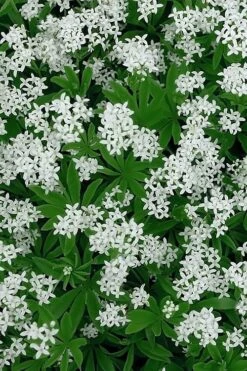 Sweet Woodruff (Galium Odoratum) - 5 Pack Of Quart Pots 12 Sweet Woodruff (Galium Odoratum) - 5 Pack Of Quart Pots -FruitTree Store galium odoratum sweet woodruff 5