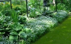 Sweet Woodruff (Galium Odoratum) - 5 Pack Of Quart Pots 13 Sweet Woodruff (Galium Odoratum) - 5 Pack Of Quart Pots -FruitTree Store galium odoratum sweet woodruff 6