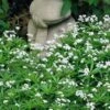 Sweet Woodruff (Galium Odoratum) - 5 Pack Of Quart Pots 2 Sweet Woodruff (Galium Odoratum) - 5 Pack Of Quart Pots -FruitTree Store galium odoratum sweet woodruff 7
