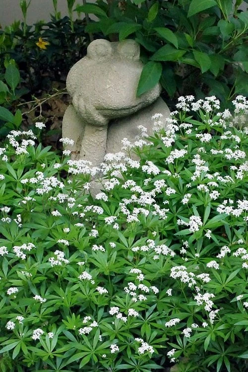 Sweet Woodruff (Galium Odoratum) - 5 Pack Of Quart Pots 3 Sweet Woodruff (Galium Odoratum) - 5 Pack Of Quart Pots
