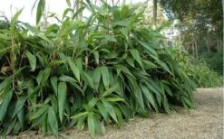 Giant Leaf Bamboo - Indocalamus Tessellatus - 3 Gallon Pot -FruitTree Store giant leaf bamboo