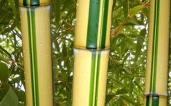Gold Vivax Giant Timber Bamboo (Green Stripe Bamboo) - Phyllostachys Vivax 'Aureocaulis' - 3 Gallon Pot (4-6') -FruitTree Store green stripe vivax bamboo 1