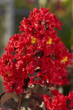 Black Diamond Best Red Crape Myrtle (Multi Trunk) - 3 Gallon Pot -FruitTree Store lagerstroemia black diamond best red crape myrtle tree 2
