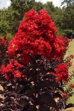 Black Diamond Best Red Crape Myrtle (Single Trunk Tree) - 7 Gallon Pot -FruitTree Store lagerstroemia black diamond best red crape myrtle tree 3 1