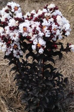 Ebony Glow Crape Myrtle - 3 Gallon Pot -FruitTree Store lagerstroemia ebony glow crape myrtle 2