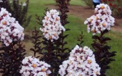 Ebony Glow Crape Myrtle - 3 Gallon Pot -FruitTree Store lagerstroemia ebony glow crape myrtle 3