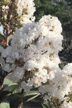 Enduring Summer 'White' Crape Myrtle - 3 Gallon Pot -FruitTree Store lagerstroemia enduring summer white dwarf crape20myrtle 1