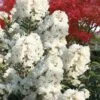 Enduring Summer 'White' Crape Myrtle - 3 Gallon Pot
