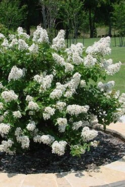 Enduring Summer 'White' Crape Myrtle - 3 Gallon Pot -FruitTree Store lagerstroemia enduring summer white dwarf crape20myrtle 4