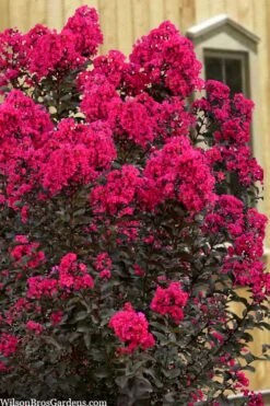 Black Diamond 'Mystic Magenta' Crape Myrtle - 2 Gallon Pot -FruitTree Store lagerstroemia indica black diamond mystic magenta crape myrtle 1
