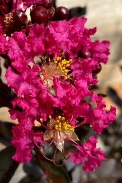 Black Diamond 'Mystic Magenta' Crape Myrtle - 2 Gallon Pot -FruitTree Store lagerstroemia indica black diamond mystic magenta crape myrtle 3