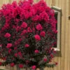 Black Diamond 'Mystic Magenta' Crape Myrtle - 2 Gallon Pot -FruitTree Store lagerstroemia indica black diamond mystic magenta crape myrtle 6