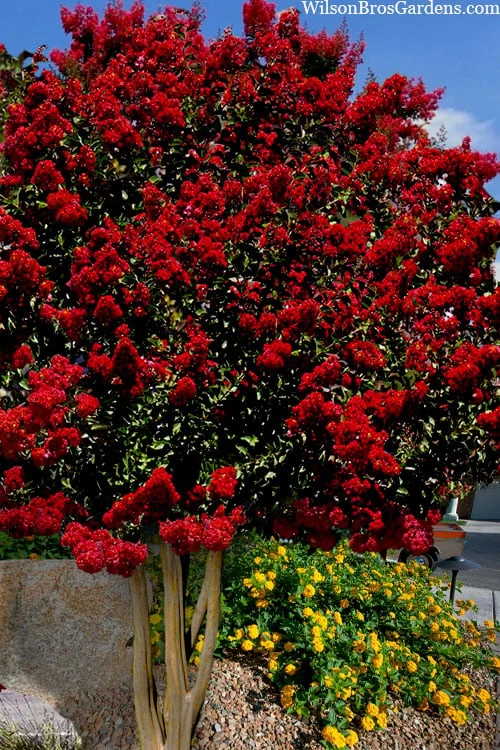 Dynamite Red Crape Myrtle - 7 Gallon Pot (5-6') 3 Dynamite Red Crape Myrtle - 7 Gallon Pot (5-6')