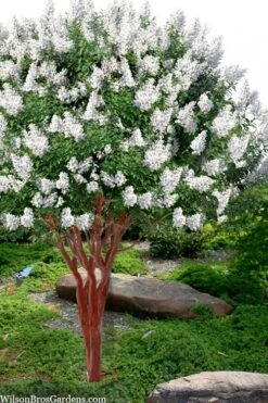 Natchez White Crape Myrtle (Multi Trunk) - 7 Gallon Pot (3-4')