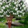 Natchez White Crape Myrtle - 3 Gallon Pot -FruitTree Store lagerstroemia indica natchez crape20myrtle tree 50 2