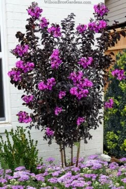 Black Diamond 'Purely Purple' Crape Myrtle Tree (Multi Trunk) - 7 Gallon Pot