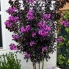 Black Diamond 'Purely Purple' Crape Myrtle - 2 Gallon Pot -FruitTree Store lagerstroemia indica purely purple black diamond crape myrtle 2
