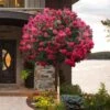 Tonto Red Crape Myrtle - Single Trunk Topiary Tree - 5 Gallon Pot 1 Tonto Red Crape Myrtle - Single Trunk Topiary Tree - 5 Gallon Pot -FruitTree Store lagerstroemia indica tonto crape myrtle tree form standard 2