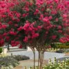 Tuscarora Watermelon Red Crape Myrtle - 7 Gallon Pot (4-5')
