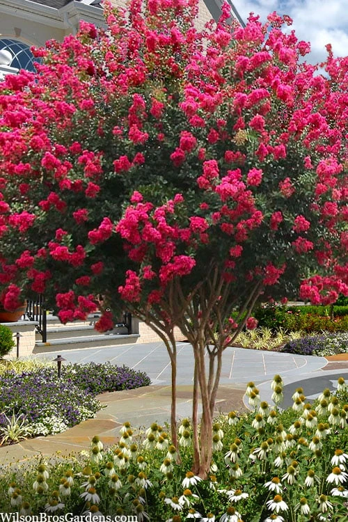 Tuscarora Watermelon Red Crape Myrtle - 7 Gallon Pot (4-5') 3 Tuscarora Watermelon Red Crape Myrtle - 7 Gallon Pot (4-5')
