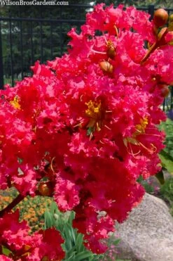 Tuscarora Watermelon Red Crape Myrtle - 7 Gallon Pot (4-5') 9 Tuscarora Watermelon Red Crape Myrtle - 7 Gallon Pot (4-5') -FruitTree Store lagerstroemia indica tuscarora 102