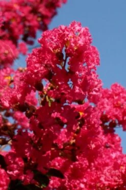 Tuskegee Crape Myrtle - 1 Gallon Pot -FruitTree Store lagerstroemia indica tuskeegee crape myrtle tree 1