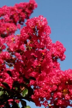 Tuskegee Crape Myrtle - 6 Pack Of 1 Gallon Pots -FruitTree Store lagerstroemia indica tuskeegee crape myrtle tree 2 1