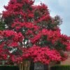 Tuskegee Crape Myrtle - 1 Gallon Pot 2 Tuskegee Crape Myrtle - 1 Gallon Pot -FruitTree Store lagerstroemia indica tuskeegee crape myrtle tree 3