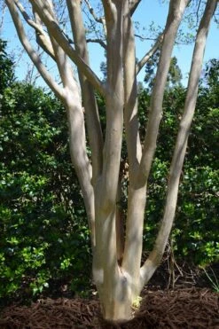 Tuskegee Crape Myrtle - 1 Gallon Pot -FruitTree Store lagerstroemia indica tuskeegee crape myrtle tree 5