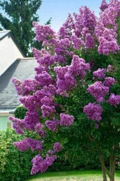 Twilight Purple Crape Myrtle (Single Trunk Tree) - 3 Gallon Pot -FruitTree Store lagerstroemia indica twilight purple crape myrtle tree 1 1