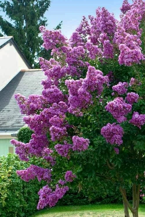 Twilight Purple Crape Myrtle - 6 Pack Of 1 Gallon Pots 6 Twilight Purple Crape Myrtle - 6 Pack Of 1 Gallon Pots - Image 4