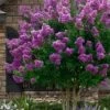 Twilight Purple Crape Myrtle - 5 Gallon Pot -FruitTree Store lagerstroemia indica twilight purple crape myrtle tree 101 2