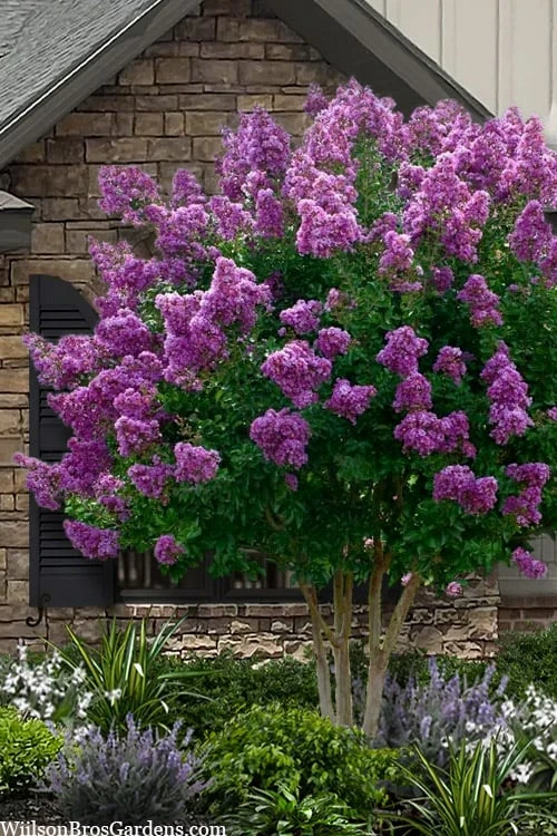 Twilight Purple Crape Myrtle - 6 Pack Of 1 Gallon Pots 3 Twilight Purple Crape Myrtle - 6 Pack Of 1 Gallon Pots